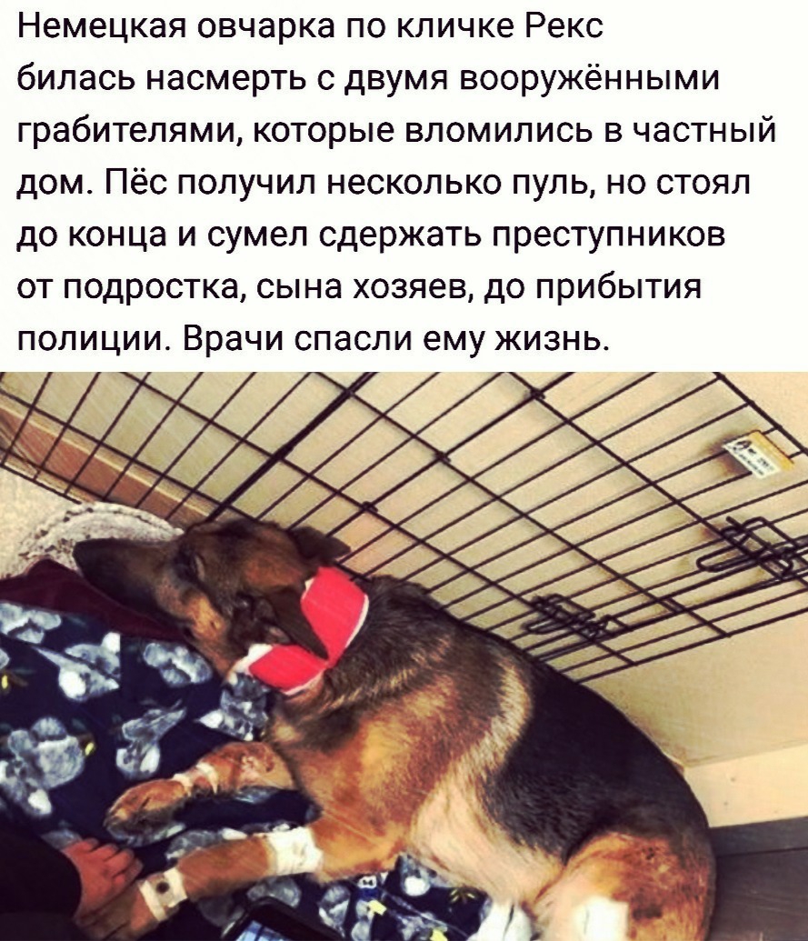 Немецкая овчарка по кличке Рекс билась насмерть с двумя вооружёнными грабителями которые вломились в частный дом Пёс получил несколько пуль но стоял до конца и сумел сдержать преступников от подростка сына хозяев до прибытия полиции Врачи спасли ему жизнь
