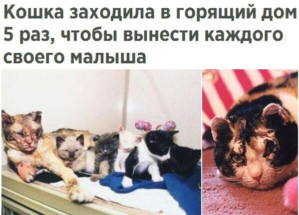 Кошка заходила в горящий дом 5 раз чтобы вынести каждого своего малыша і