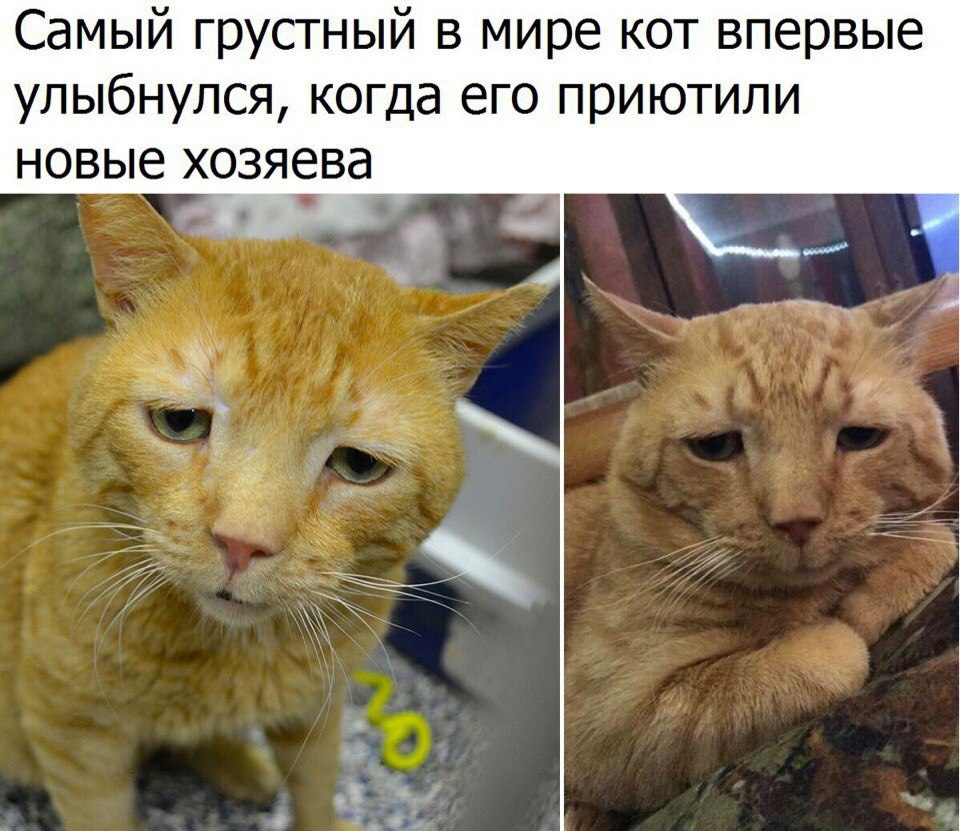 Самый грустный в мире кот впервые улыбнулся когда его приютили новые хозяева