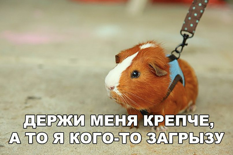 КРЕПЧЁО згр