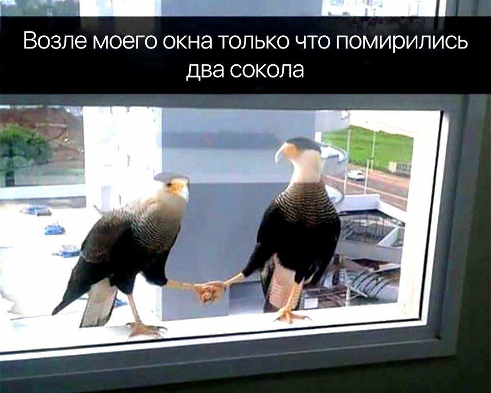 г тщ_ ВОЗЛЭ МОЭГО ОКНЭ ТОЛЬКО ЧТО ПОМИРИЛИСЬ ДВЭ СОКОЛЭ