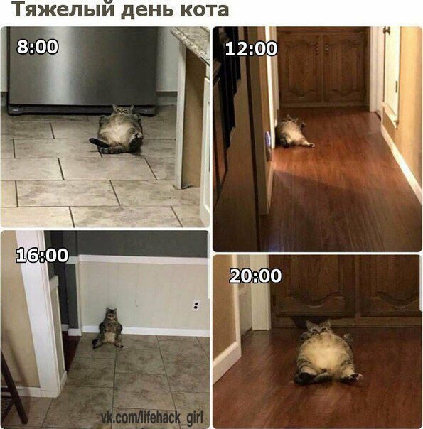 Тяжелыи день кота