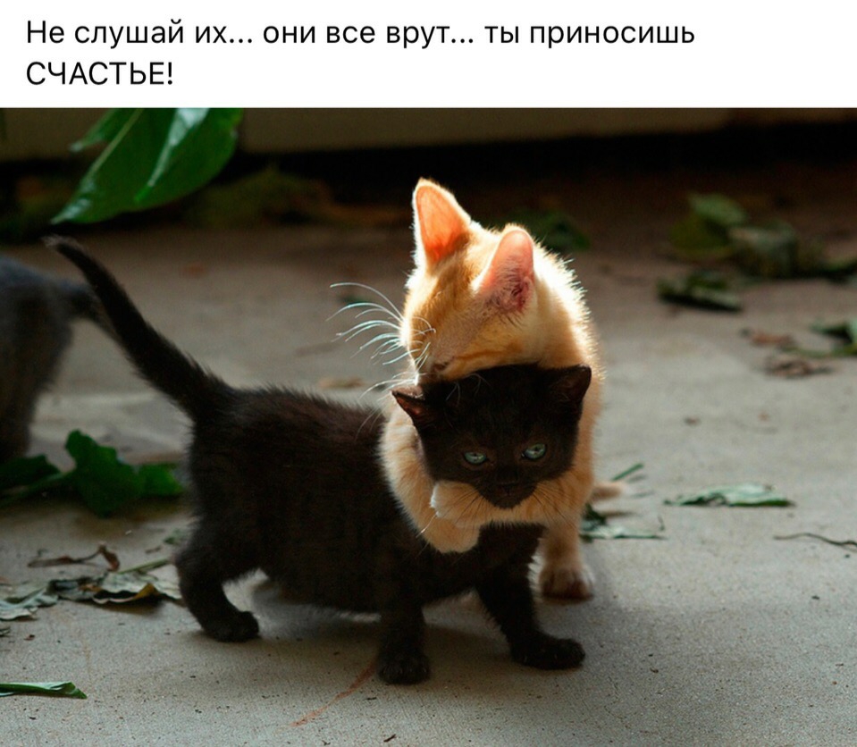 Не слушай их они все врут ты приносишь СЧАСТЬЕ