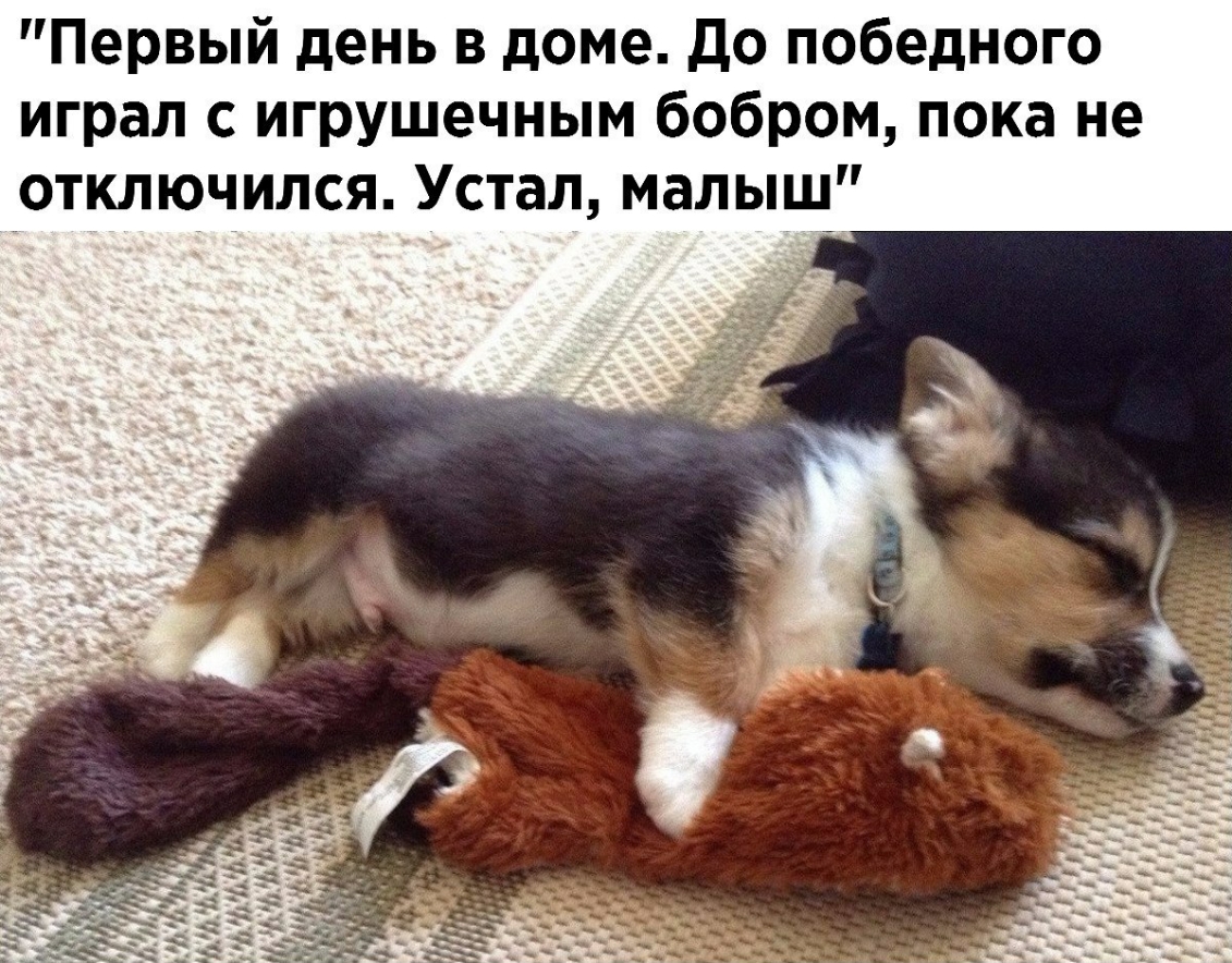 Первый день в доме до победного играл с игрушечным бобром пока не отключился Устал малыщ