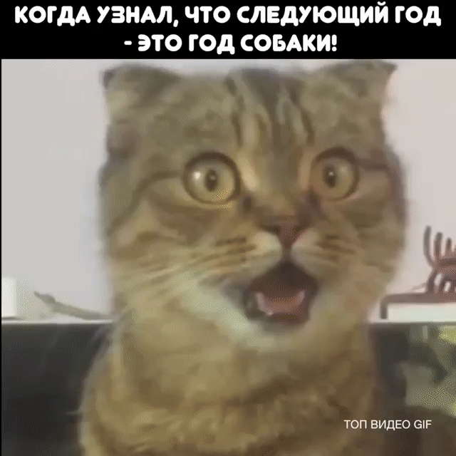КОГДА УЗНАЛ ЧТО СЛЕДУЮЩИЙ ГОД ЭТО ГОД СОБАКИ топ ВИДЕО енг