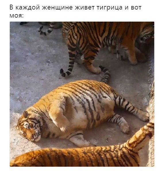 В каждой женщине живет тигрица и вот