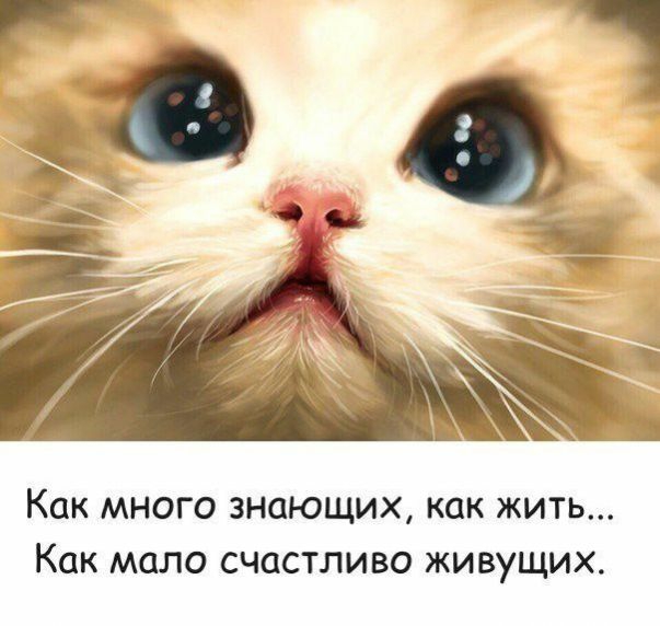 Как много знающих как жить Как мало счастливо живущих
