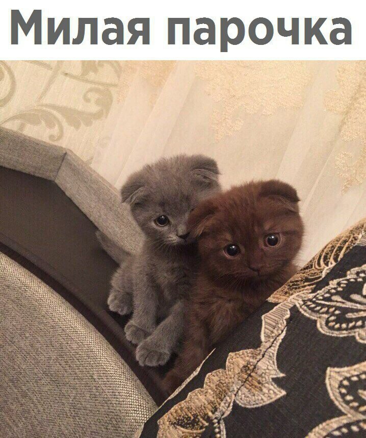 Милая парочка