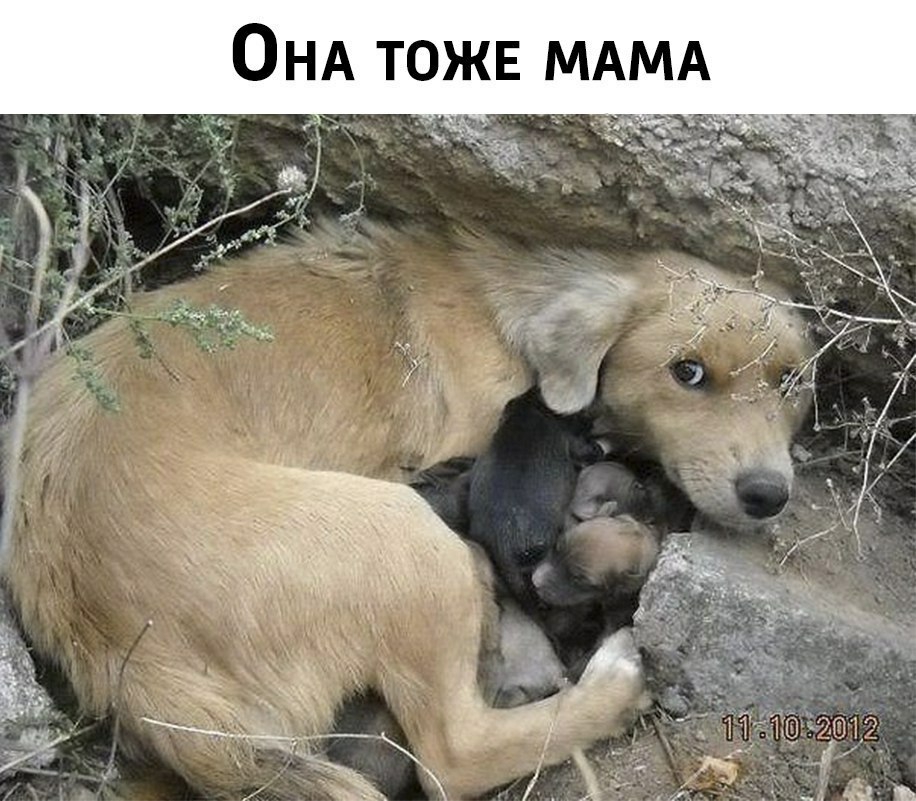 А М А М Е Ж 0 Т А Н о