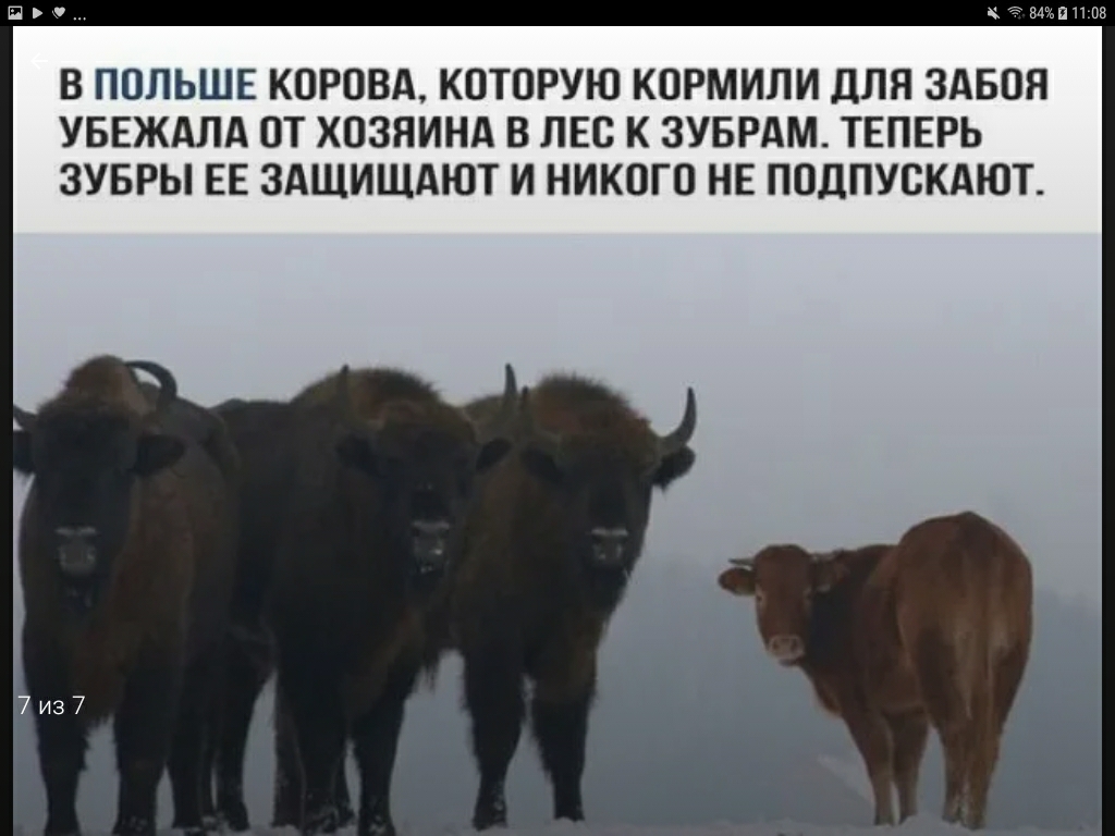 Польская корова песня перевод