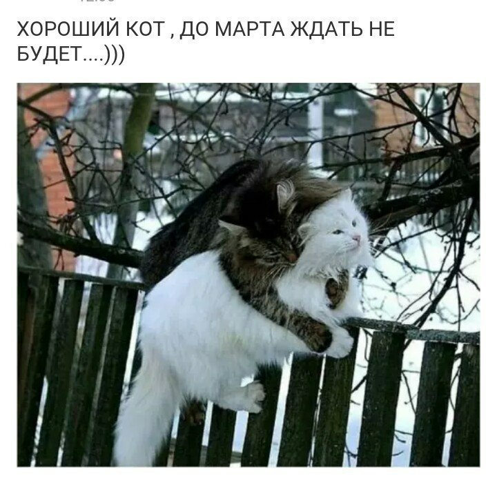 хороший кот до МАРТА ЖДАТЬ НЕ БУДЕТ