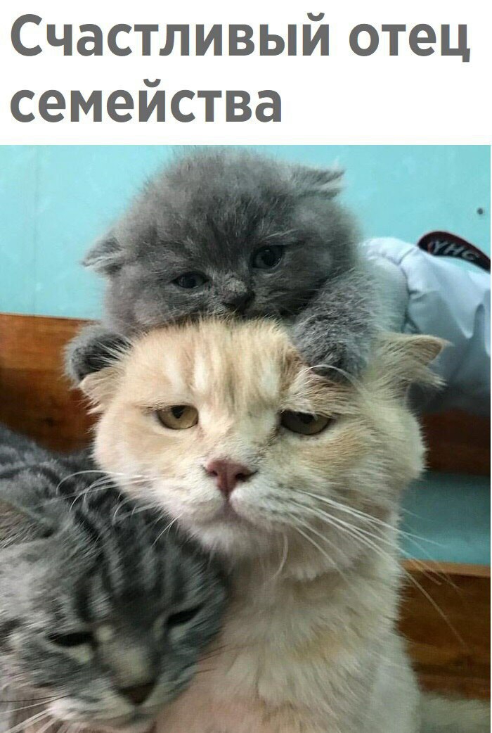 Счастливый отец семейства