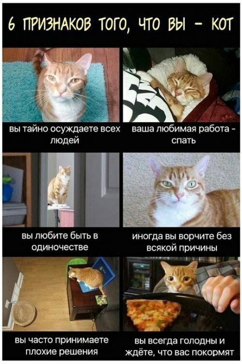6 ПРИЗНАКОВ ТОГО ЧТО ВЫ КОТ вы тайно осуждаете всех _ ваша любимая работа людей вы любите быть в одиночестве вы часто принимаете вы всегда голодны и плохие решения ждёте что вас покормят