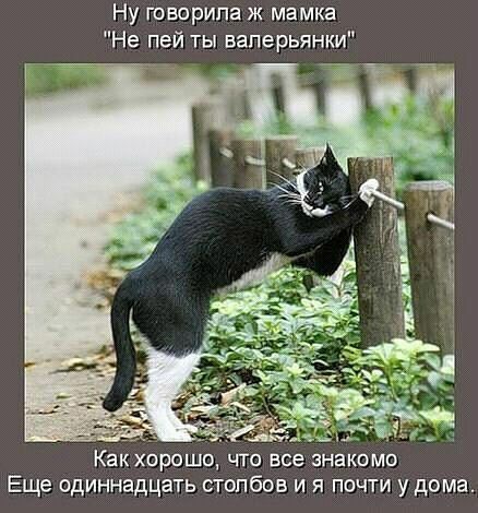 Ну говорила ж мамка Не пей ты валерьянки _ в _ Как хорошо ьгго все знакомо Еще одиннадцать столбов и я почти у дома
