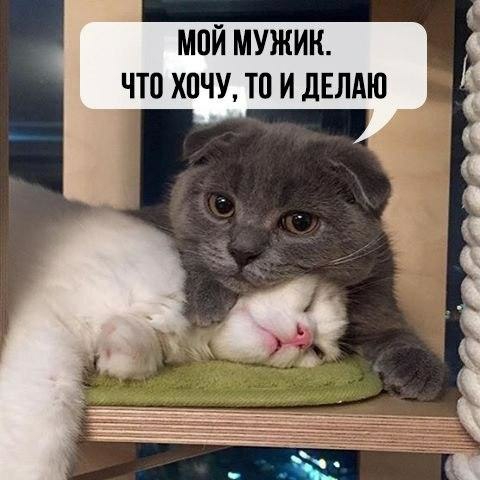 МОЙ МУЖИК ЧП ХОЧУ ТП И ЛЕЛАЮ 1433 мг