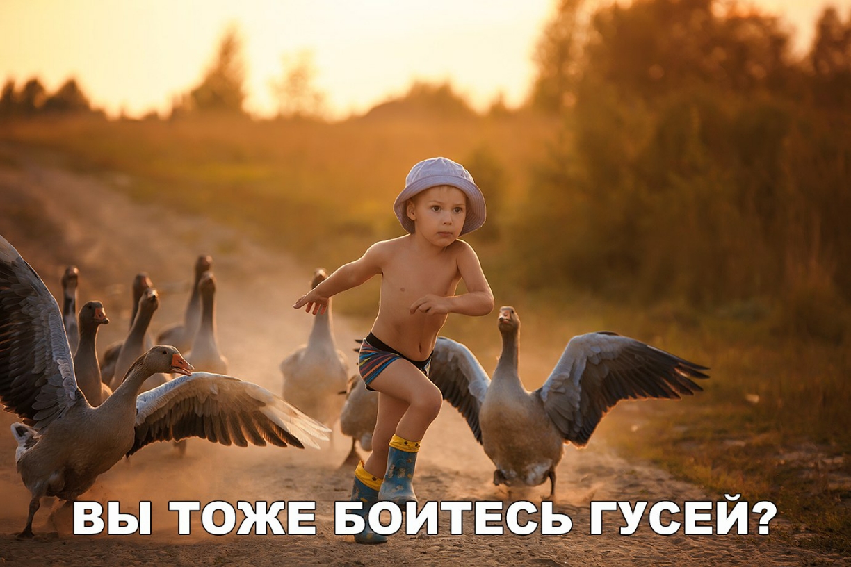 вы ТОЖЕ БОИ ГЕСЬ ГУСЕЙ