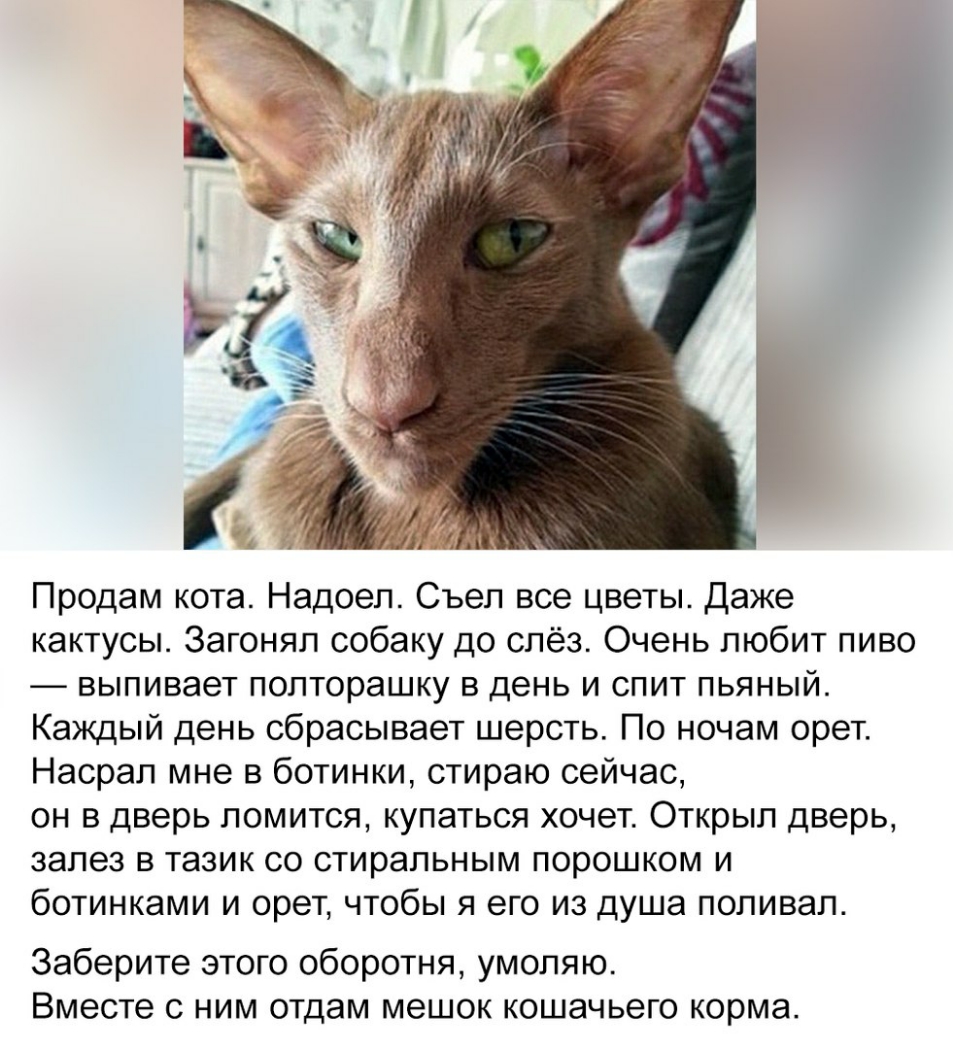 Продам кота Надоел Съеп все цветы Даже кактусы Загонял собаку до слёз Очень любит пиво выпивает попторашку в день и спит пьяный Каждый день сбрасывает шерсть По ночам орет Насрап мне в ботинки стираю сейчас он в дверь ломится купаться хочет Открыл дверь залез в тазик со стиральным порошком и ботинками и орет чтобы я его из душа поливал Заберите этого оборотня умоляю Вместе с ним отдам мешок кошачь