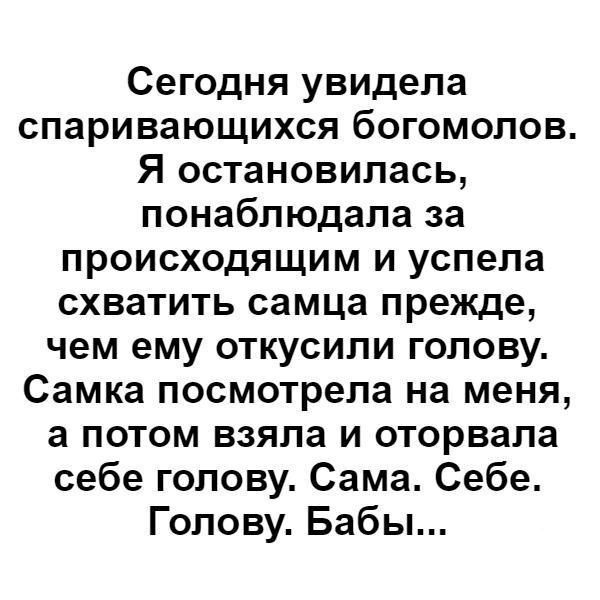 Сегодня увидела спаривающихся богомолов Я остановилась понаблюдала за происходящим и успела схватить самца прежде чем ему откусили голову Самка посмотрела на меня а потом взяла и оторвала себе голову Сама Себе Голову Бабы