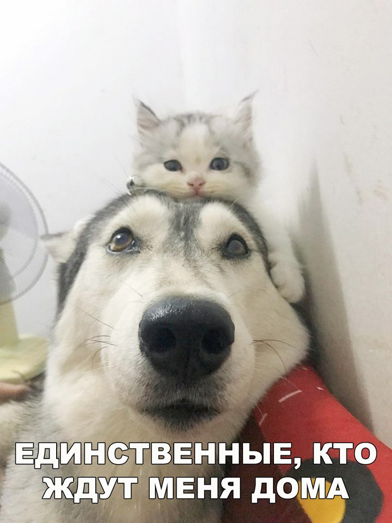 а Ь ДИНСТВЕННЫЕ Не ЖДУТ МЕНЯ ДОМА