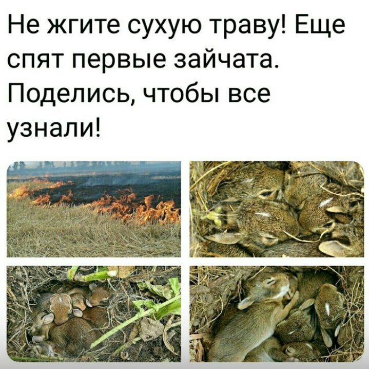 Не жгите сухую траву Еще спят первые зайчата Поделись чтобы все узнали