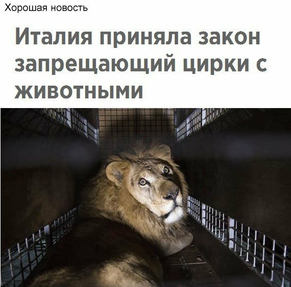 Хорошая новость Италия приняла закон запрещающий цирки с ЖИВОТНЫМИ _ ЭМ
