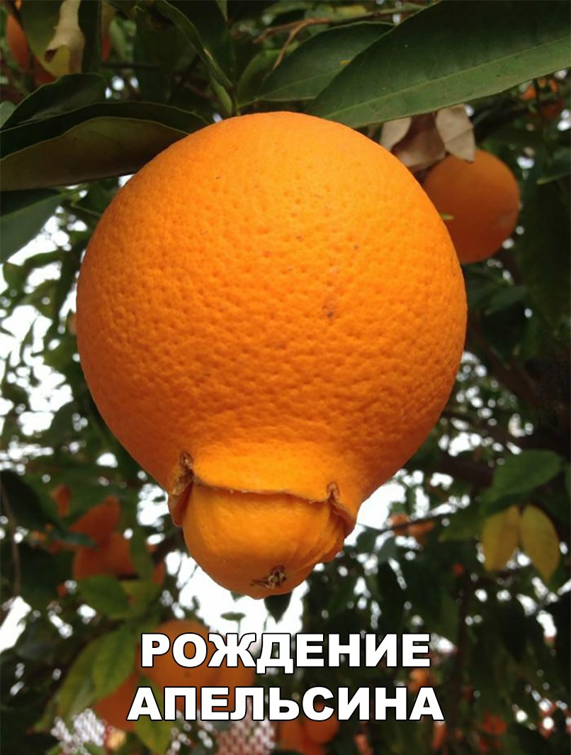 п _в РМГ РСКДЕНИЕ АПЕЛЁЬСИНА