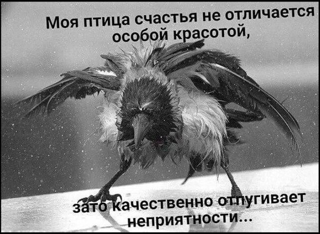 МОЯ ПТИЦЭ СЧЗСТЬЯ не ОТПИЧЗеТСЯ особом к асотои ачественно неприятности