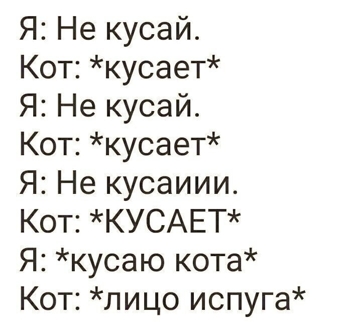 Я Не кусай Кот кусает Я Не кусай Кот кусает Я Не кусаиии Кот КУСАЕТ Я кусаю кота Кот лицо испуга