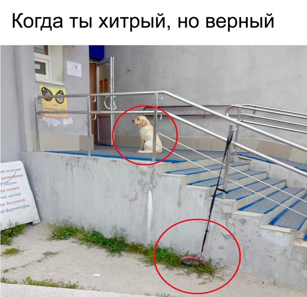Когда ты хитрый но верный
