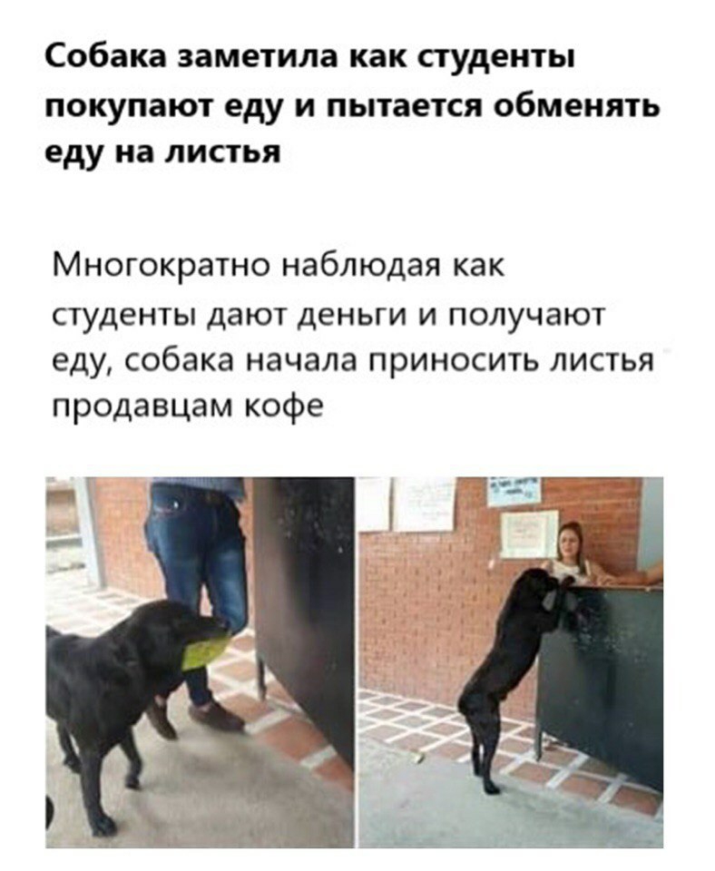 Собака заметила как СТУДЕНТЫ ПОКУПЗЮТ еду И пытается обменять еду на ЛИСТЬЯ Многократно наблюдая как студенты дают ДЕНЬГИ И ПОЛУЧЭЮТ еду собака начала ПРИНОСИТЬ ЛИСТЬЯ продавцам кофе