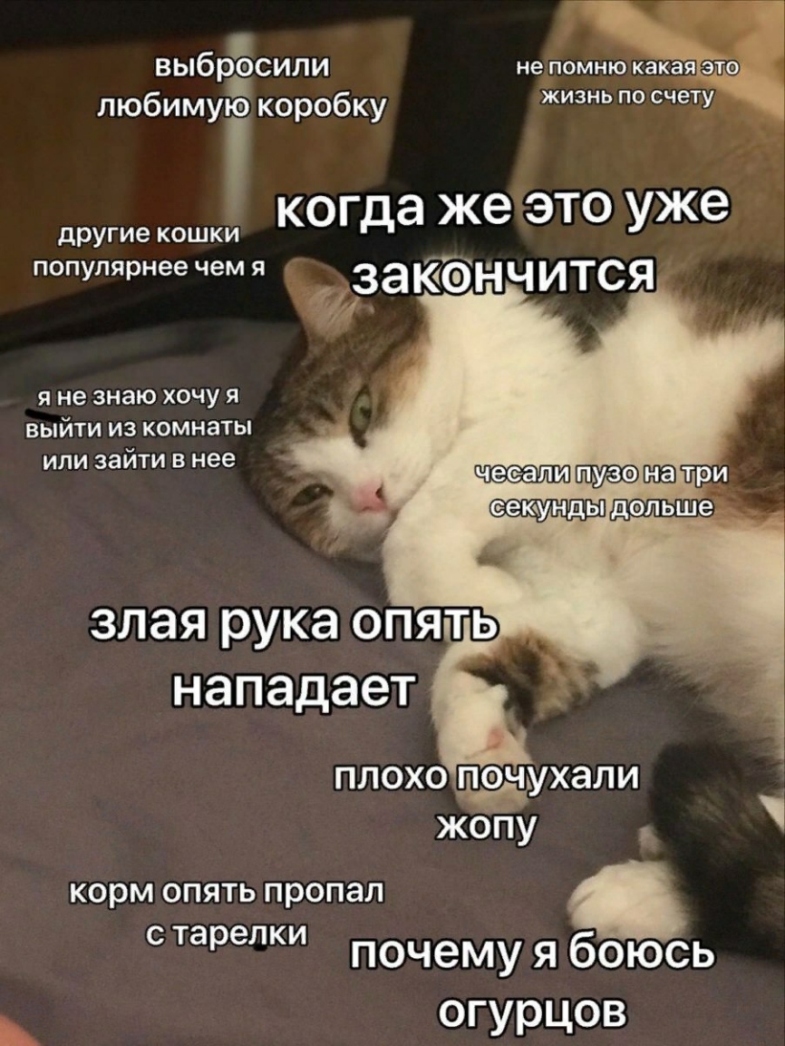 ВЫбрЕЮИЛИ не помню какая это ЛЮбИМУіі коробку жизнь по счету другие кошки когда же это уже популярнее чемя заюёнчится я не знаю хочу я выйти из комнаты ли зайти в нее пузо ша три еекунды дальше злая рука опять нападает плохо пд эдчухали жОпу корм опять пропал грелки почему я боюсь ОГУРЦОВ