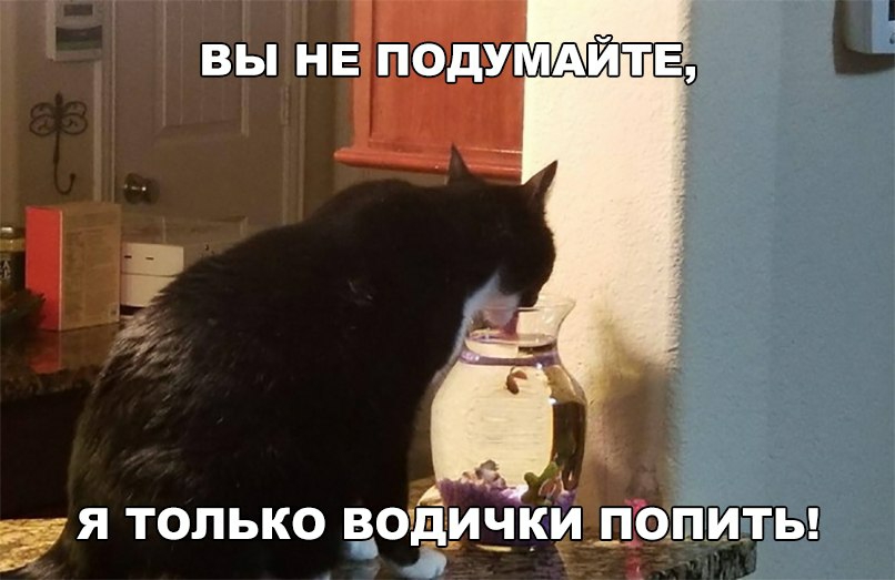 к я только цоёички Цопиты