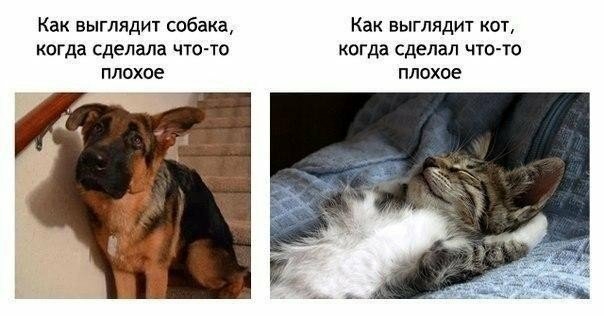 Как выглядит собака Как выглядит кот когда сделала что то когда сделал что то плохое плохое