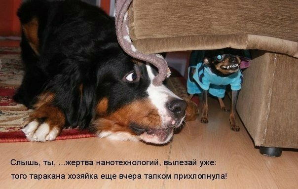 Слышь ты жертва нанотехнологий выпезай уже того таракана хозяйка еще вчера тапком прихпопнупа