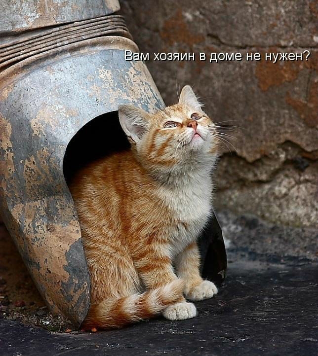 Ч хозяин в доме не нужен