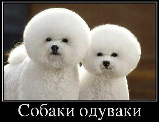 Собаки ОдуваКИ