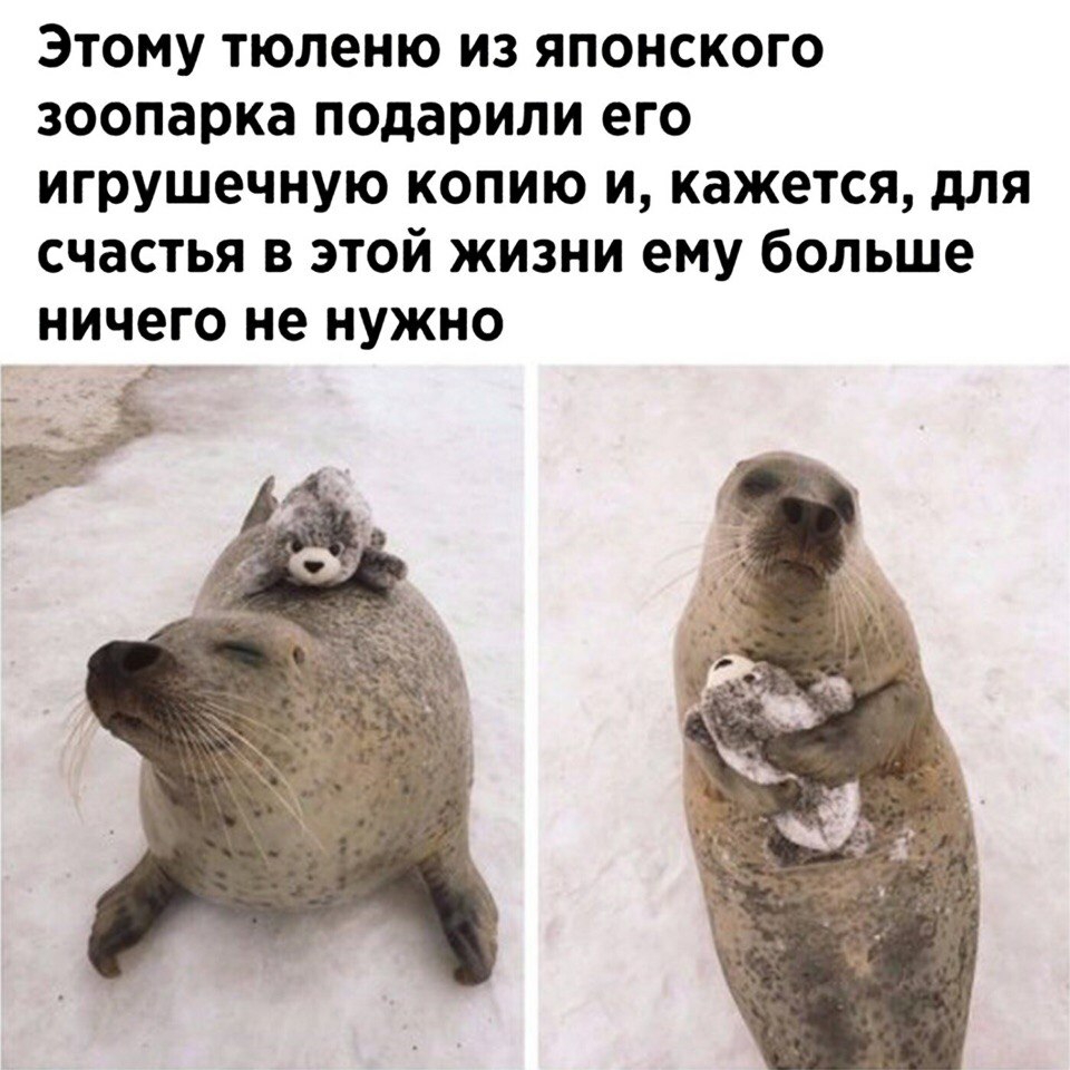 Этому тюленю из японского зоопарка подарили его игрушечную копию и кажется для счастья в этой жизни ему больше ничего не нужно