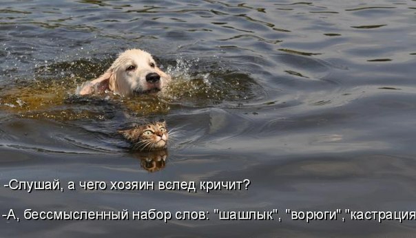Спушай а чего хозяин всперЁ кричит А бессмыспвнный набор слов шашлык впрюгикастра ция