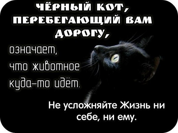 Г чёрный кот пврвввмющшй вдм дорогу означает чгпп жибпгпное кцбпгпо идёт Не успоіняйте Жизнь ни себе ни ему 1