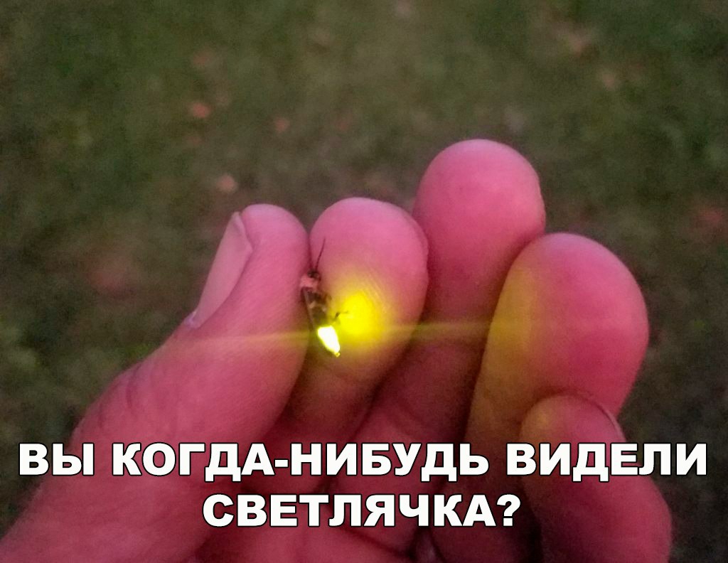 ВЫ КОГДА НИБУДЬ ВИДЕЛИ СВЕТЛЯЧКА
