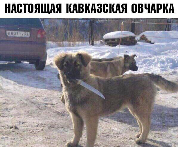 _ НАБШЯЩАЯ КАВКАЗБКАЯ ВВЧАРКА