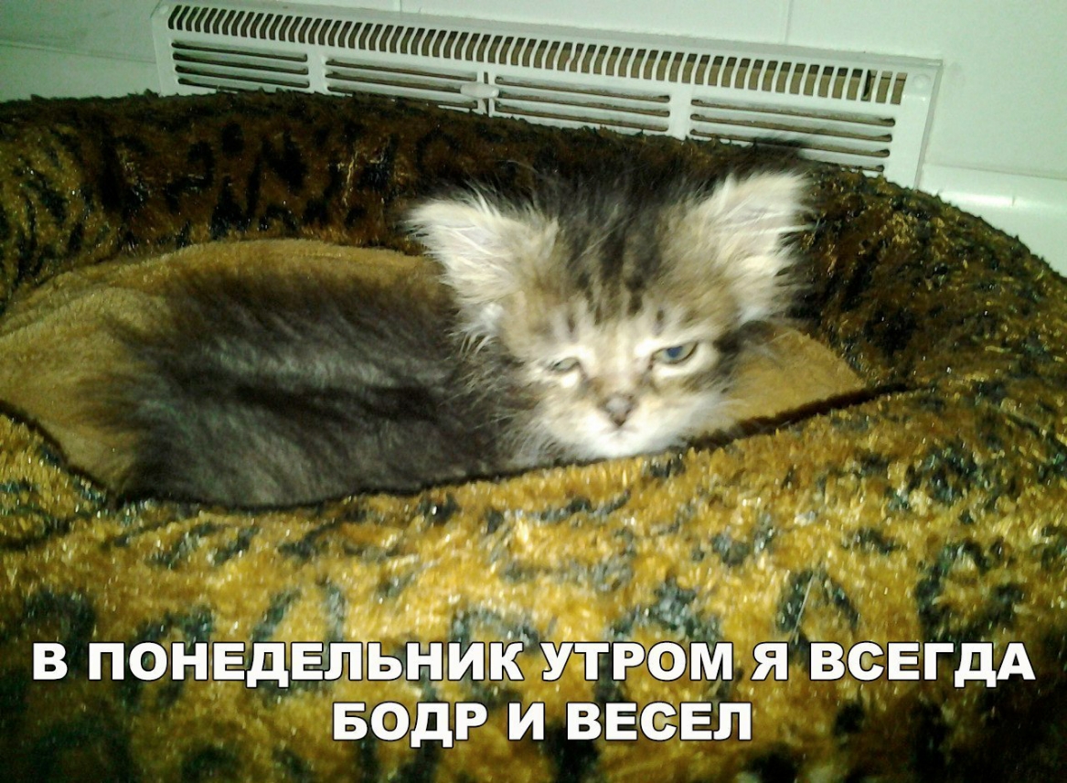 4 зем д11 Ё хі М ё идёт А В ПОНЕДЕ ЦНМК УТРОМ Я ВСЕГДА БОдР ВЕСЁП
