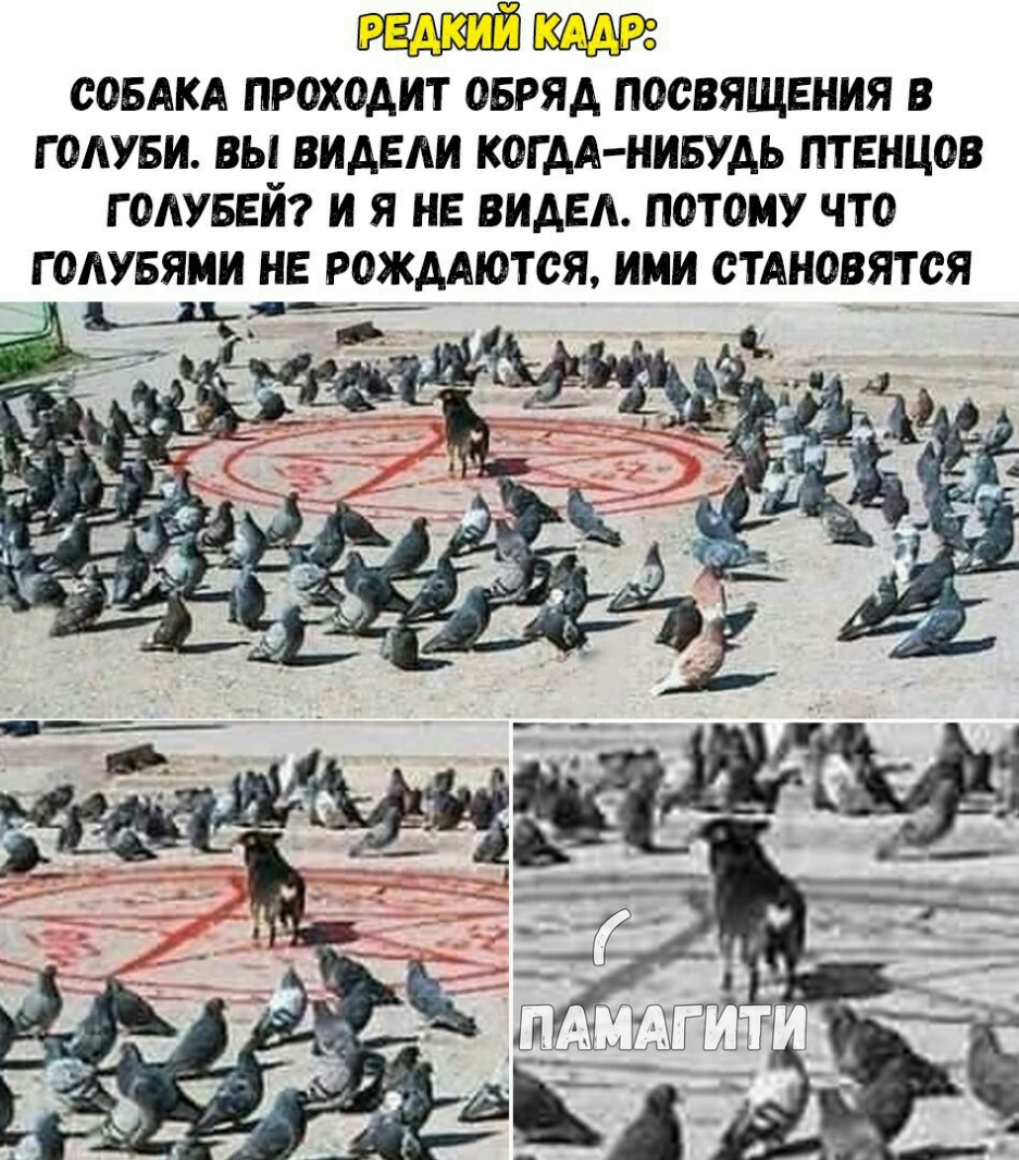 СОБАКА ПРОХОДИТ ОБРЯА ПООВЯЩЕНИЯ В Г ОАУБИ ВЫ ВИАЕАИ КОГДА НИБУДЬ ПТЕНЦОВ Г ОАУБЕЙ И Я НЕ ВИАЕА ПОТОМУ ЧТО Г ОЛУБЯМИ НЕ РОЖДАЮТОЯ ИМИ СТАНОВЯТОЯ