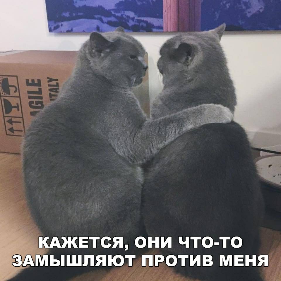 кАжвтся они что то Амышляют против меня