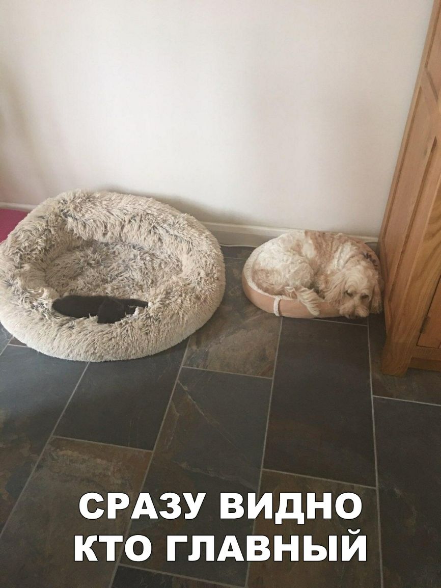 СРАЗУ ВИДНО КТО ГЛАВНЫЙ