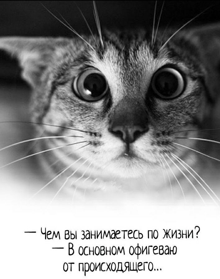 _ Чем вы занимаетесь по жизни _ В основном офигеваю от происходящего