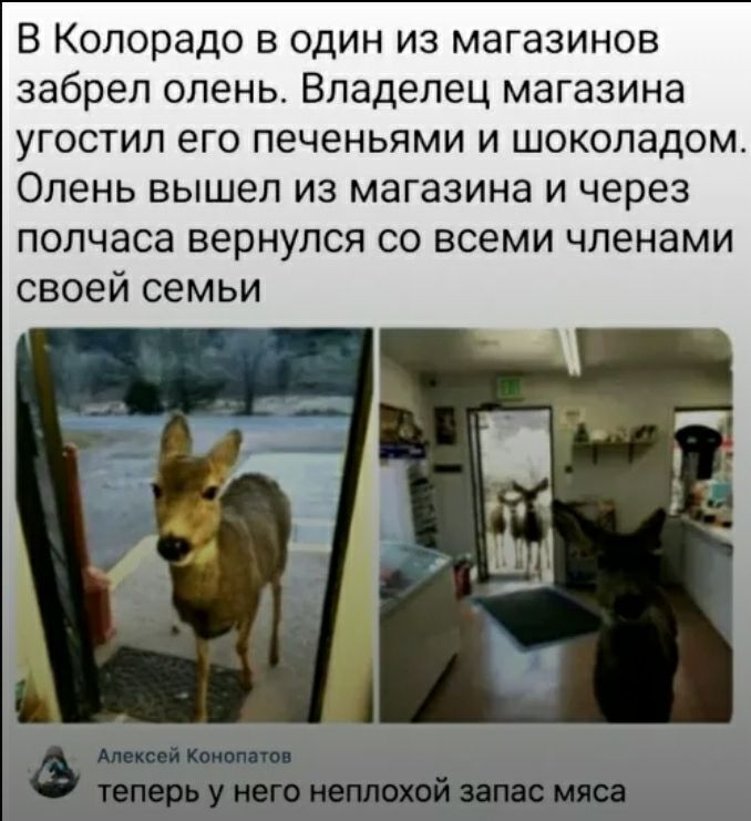 В Колорадо в один из магазинов забрел олень Владелец магазина угостил его печеньями и шоколадом Олень вышел из магазина и через полчаса вернулся со всеми членами своей семьи