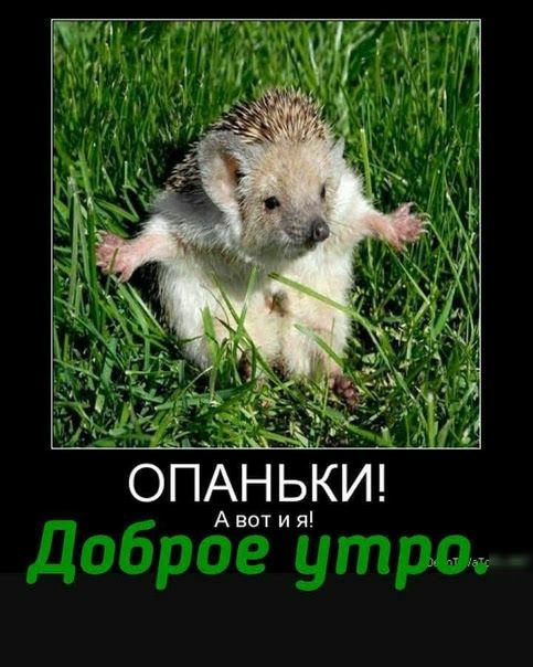 7 ОПАНЬКИ Авот и я