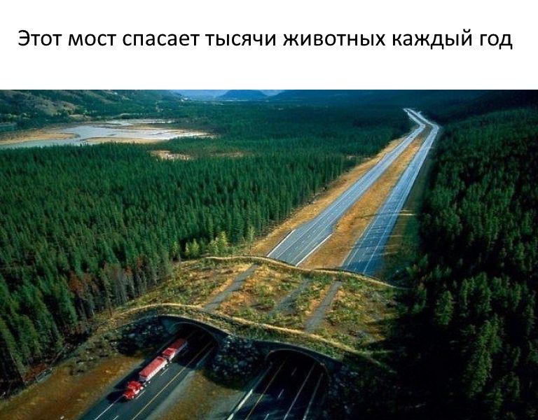 ЭТОТ МОСТ СПЭСЗЕТ ТЫСЯЧИ ЖИВОТНЫХ КЭЖДЫЙ ГОД