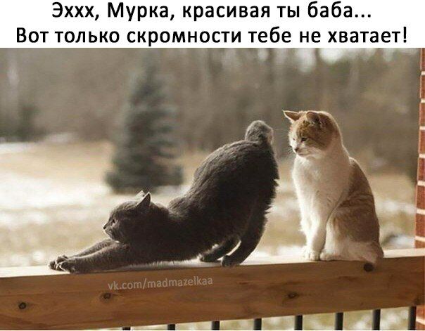 Эххх Мурка красивая ты баба Вот только скромности тебе не хватает 8 дт